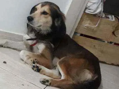 Cachorro ra a Vira-lata idade 1 ano nome Costela