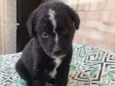 Cachorro raça SRD idade Abaixo de 2 meses nome Bart