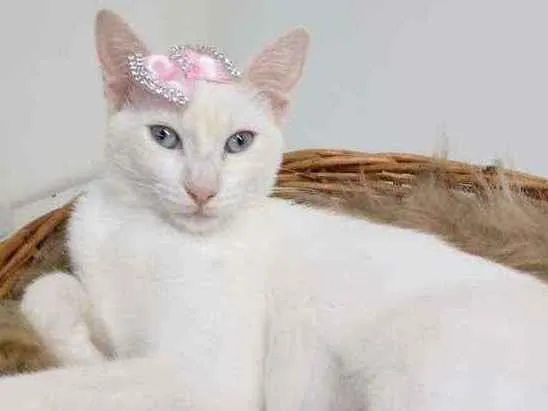 Gato raça Srd idade 2 a 6 meses nome Diana