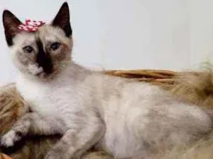 Gato raça Srd idade 2 a 6 meses nome Rita