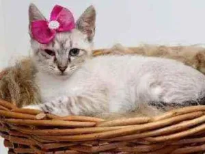 Gato raça Srd idade 2 a 6 meses nome Mag