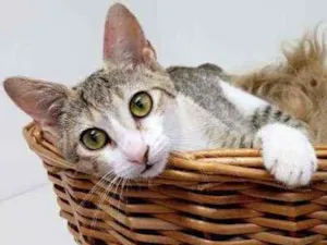 Gato raça Srd idade 2 a 6 meses nome Jessie