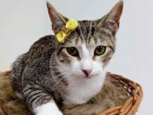 Gato raça Srd idade 2 a 6 meses nome Lara