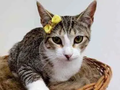 Gato raça Srd idade 2 a 6 meses nome Lara