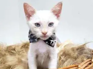 Gato raça Srd idade 2 a 6 meses nome Tippe