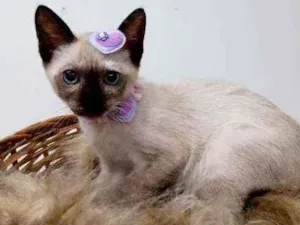 Gato raça Srd idade 2 a 6 meses nome Ester