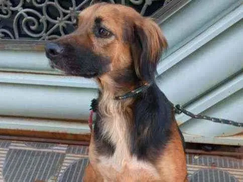 Cachorro ra a SRD idade 2 anos nome RUBI