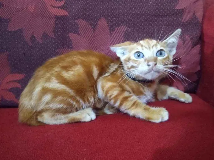 Gato raça  idade 2 a 6 meses nome Apolo