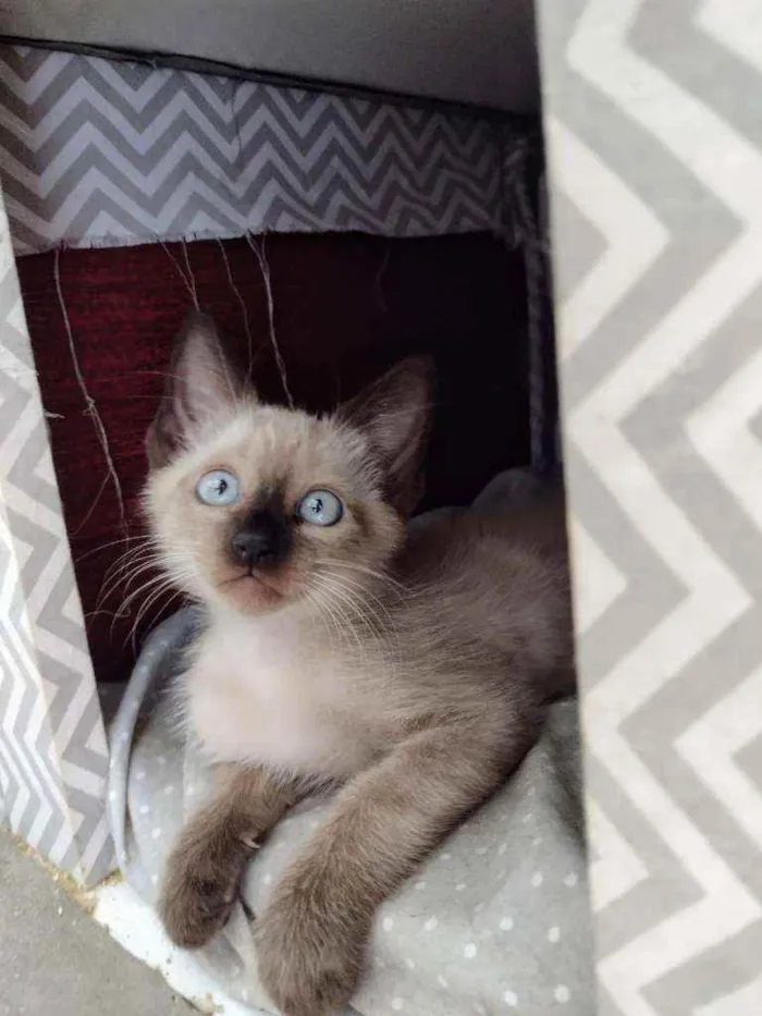 Gato ra a Siames idade 2 a 6 meses nome Apolo