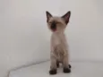 Apolo