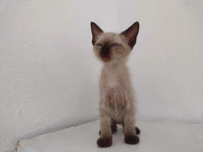 Gato ra a Siames idade 2 a 6 meses nome Apolo