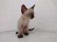 Apolo