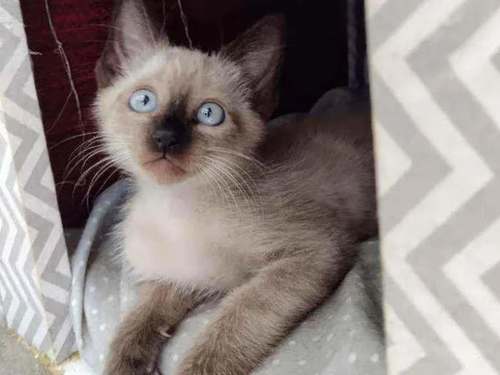 Gato ra a Siames idade 2 a 6 meses nome Apolo