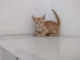 Lord