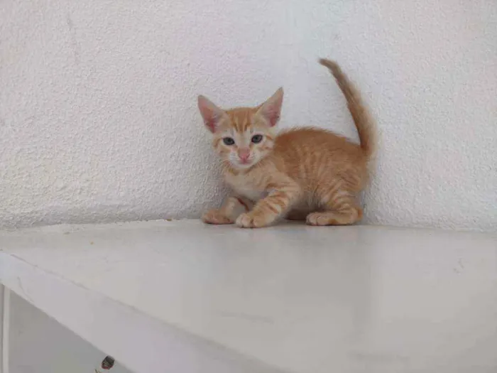 Gato ra a Ferrugem idade Abaixo de 2 meses nome Lord