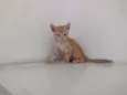 Lord