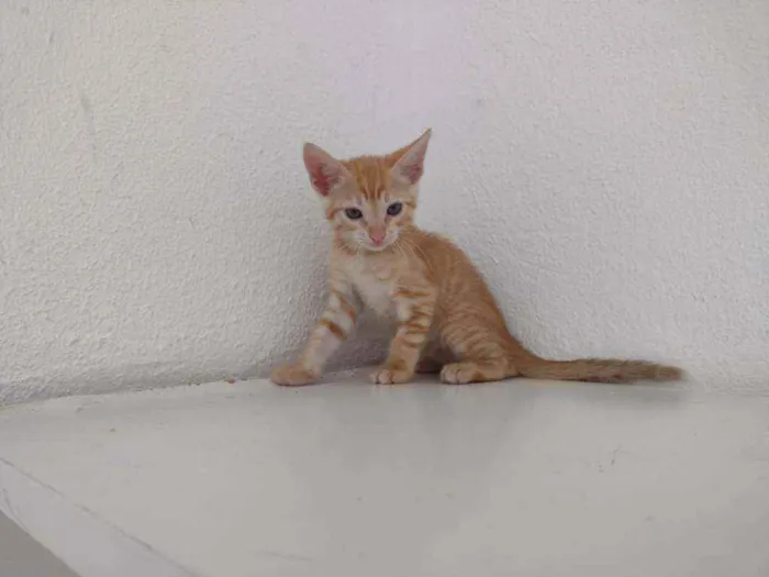 Gato ra a Ferrugem idade Abaixo de 2 meses nome Lord
