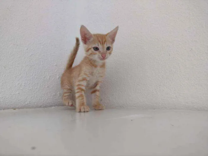 Gato ra a Ferrugem idade Abaixo de 2 meses nome Lord