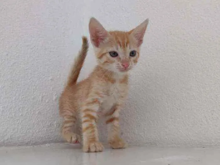 Gato ra a Ferrugem idade Abaixo de 2 meses nome Lord