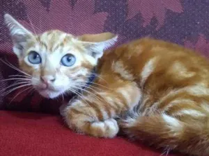 Gato raça  idade 2 a 6 meses nome Apolo