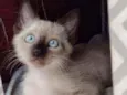 Apolo