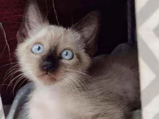 Gato ra a Siames idade 2 a 6 meses nome Apolo