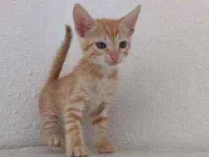 Gato raça Ferrugem idade Abaixo de 2 meses nome Lord
