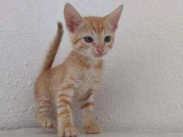 Gato ra a Ferrugem idade Abaixo de 2 meses nome Lord
