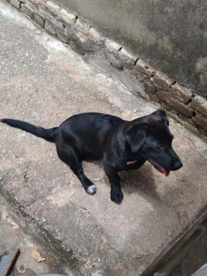 Cachorro raça Labrador mestiça idade 2 a 6 meses nome Luna