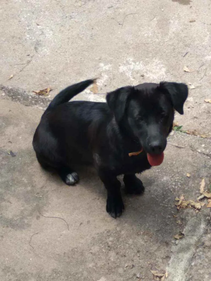 Cachorro raça Labrador mestiça idade 2 a 6 meses nome Luna