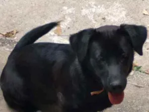 Cachorro raça Labrador mestiça idade 2 a 6 meses nome Luna