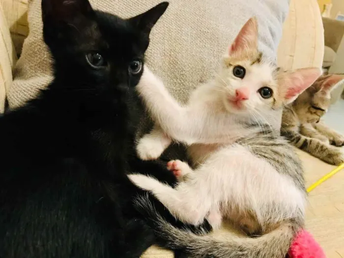 Gato ra a Sem raça  idade Abaixo de 2 meses nome Ainda sem nome 