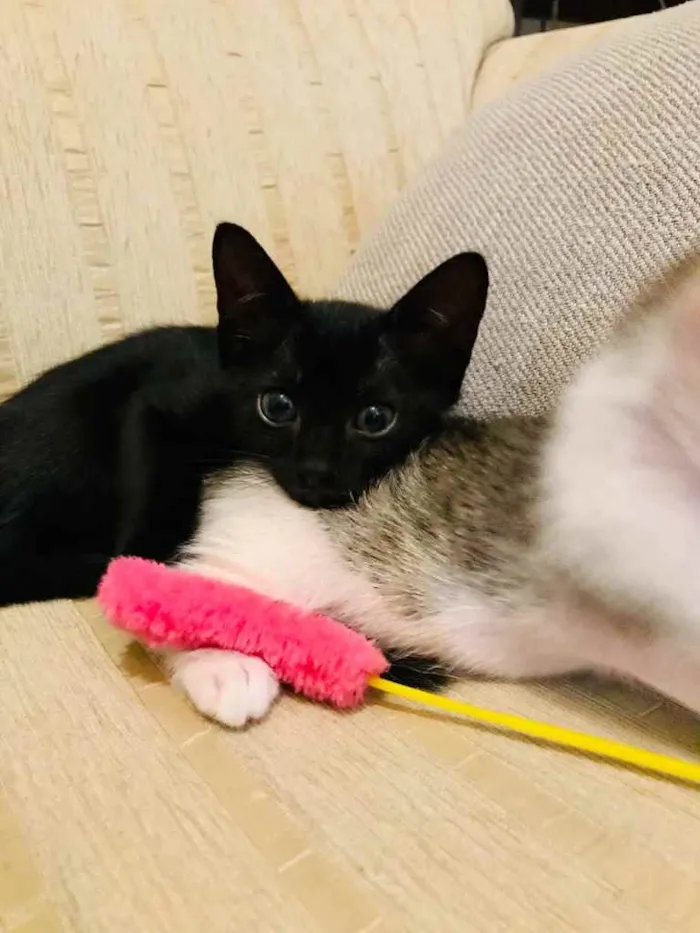 Gato ra a Sem raça  idade Abaixo de 2 meses nome Ainda sem nome 