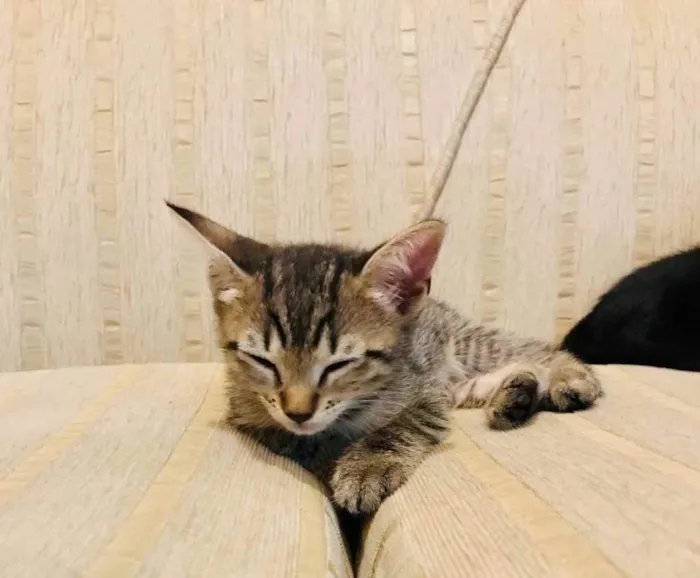 Gato ra a Sem raça  idade Abaixo de 2 meses nome Ainda sem nome 