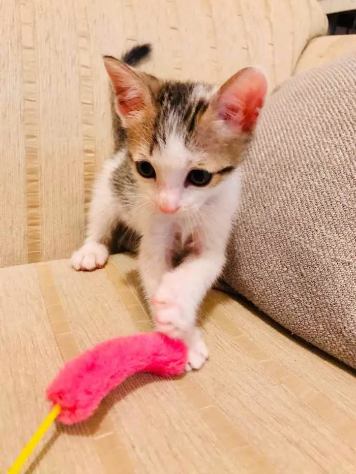 Gato ra a Sem raça  idade Abaixo de 2 meses nome Ainda sem nome 