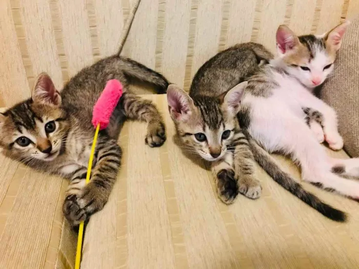 Gato ra a Sem raça  idade Abaixo de 2 meses nome Ainda sem nome 