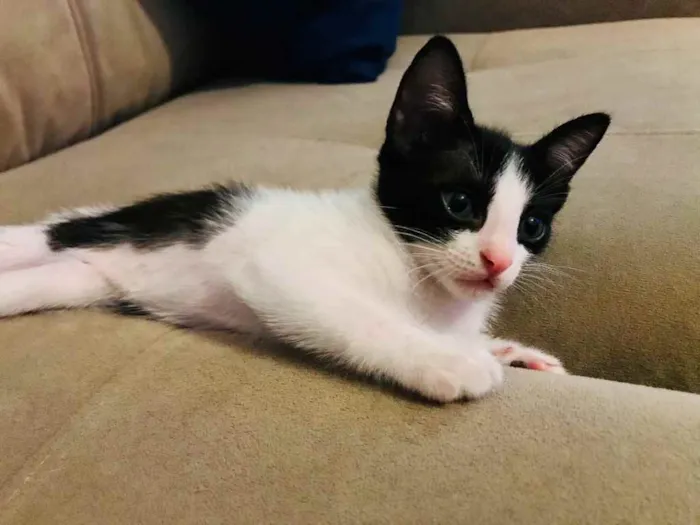 Gato ra a Sem raça  idade Abaixo de 2 meses nome Ainda sem nome 
