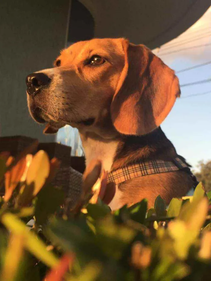 Cachorro ra a Beagle  idade 1 ano nome Snow