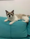 Caio