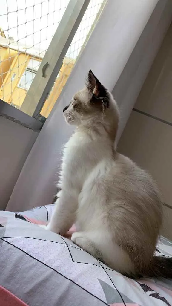 Gato ra a Sem raça definida idade 2 a 6 meses nome Caio