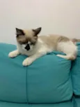Caio