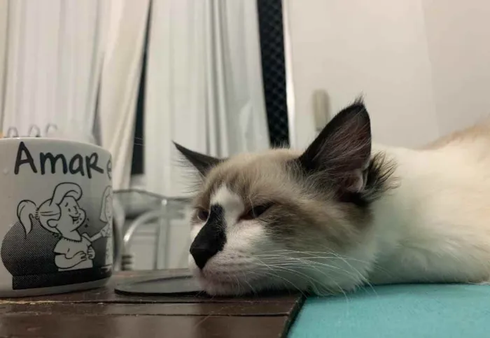 Gato ra a Sem raça definida idade 2 a 6 meses nome Caio