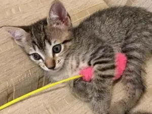 Gato raça Sem raça  idade Abaixo de 2 meses nome Ainda sem nome 