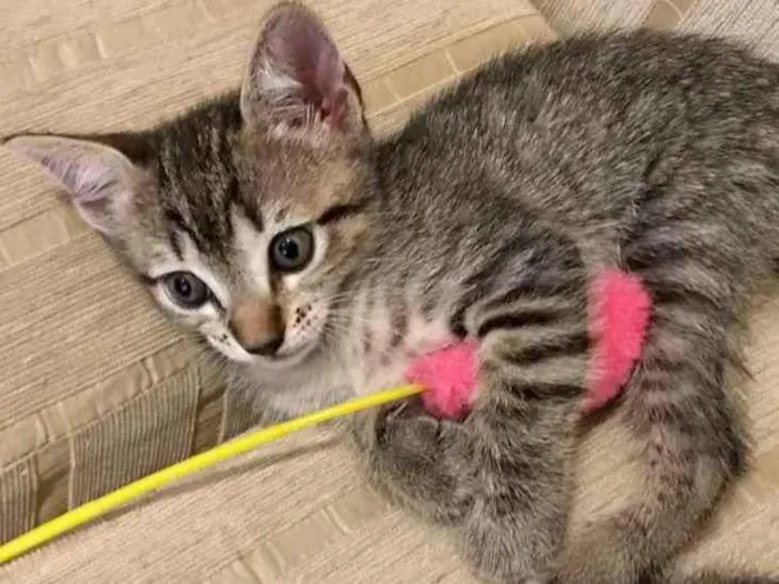 Gato ra a Sem raça  idade Abaixo de 2 meses nome Ainda sem nome 