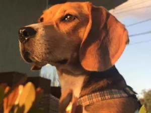 Cachorro raça Beagle  idade 1 ano nome Snow