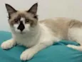 Caio