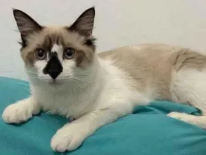 Gato raça Sem raça definida idade 2 a 6 meses nome Caio