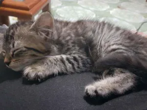 Gato raça Sem raca definida idade 2 a 6 meses nome Meg