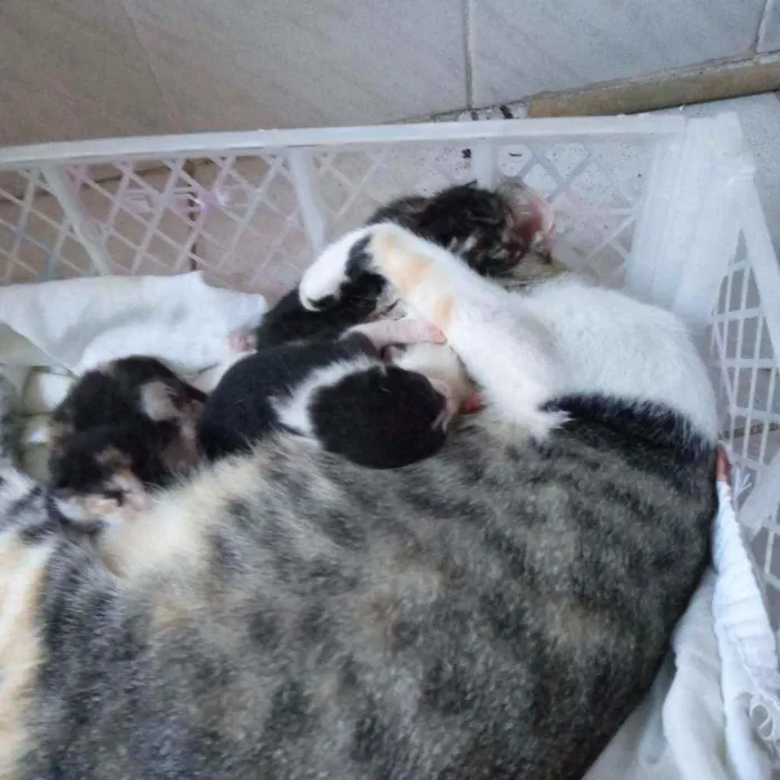 Gato ra a  idade Abaixo de 2 meses nome Sem nomes