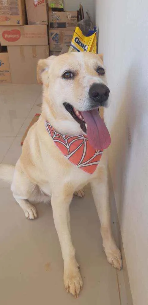 Cachorro ra a Lavrador idade 6 ou mais anos nome Thor